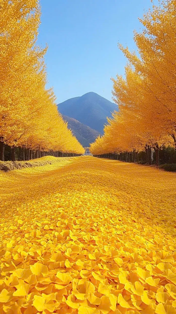 ảnh lá rơi mùa thu