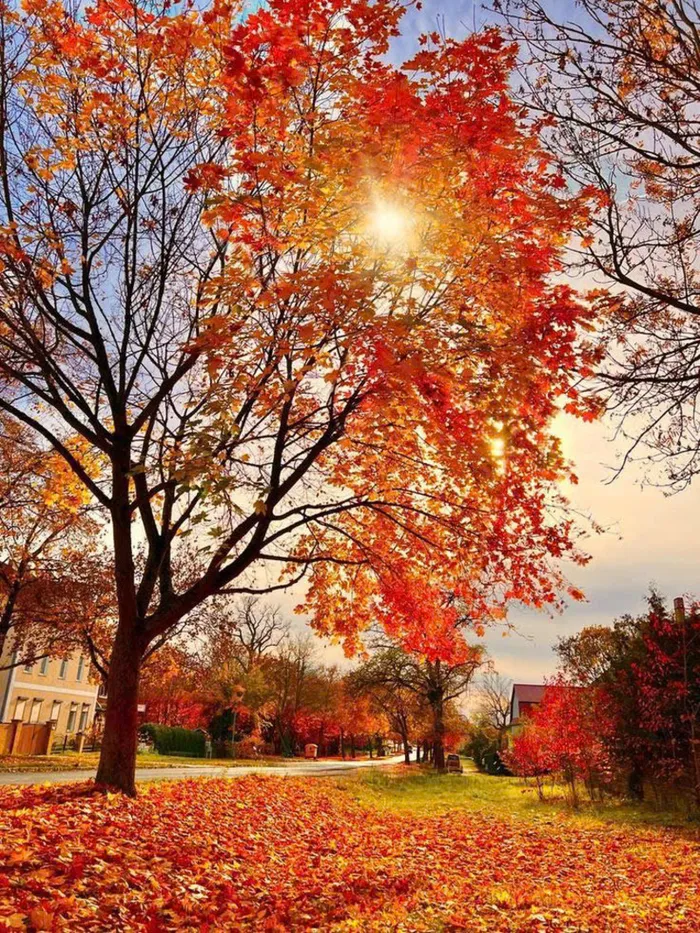 ảnh mùa thu chill