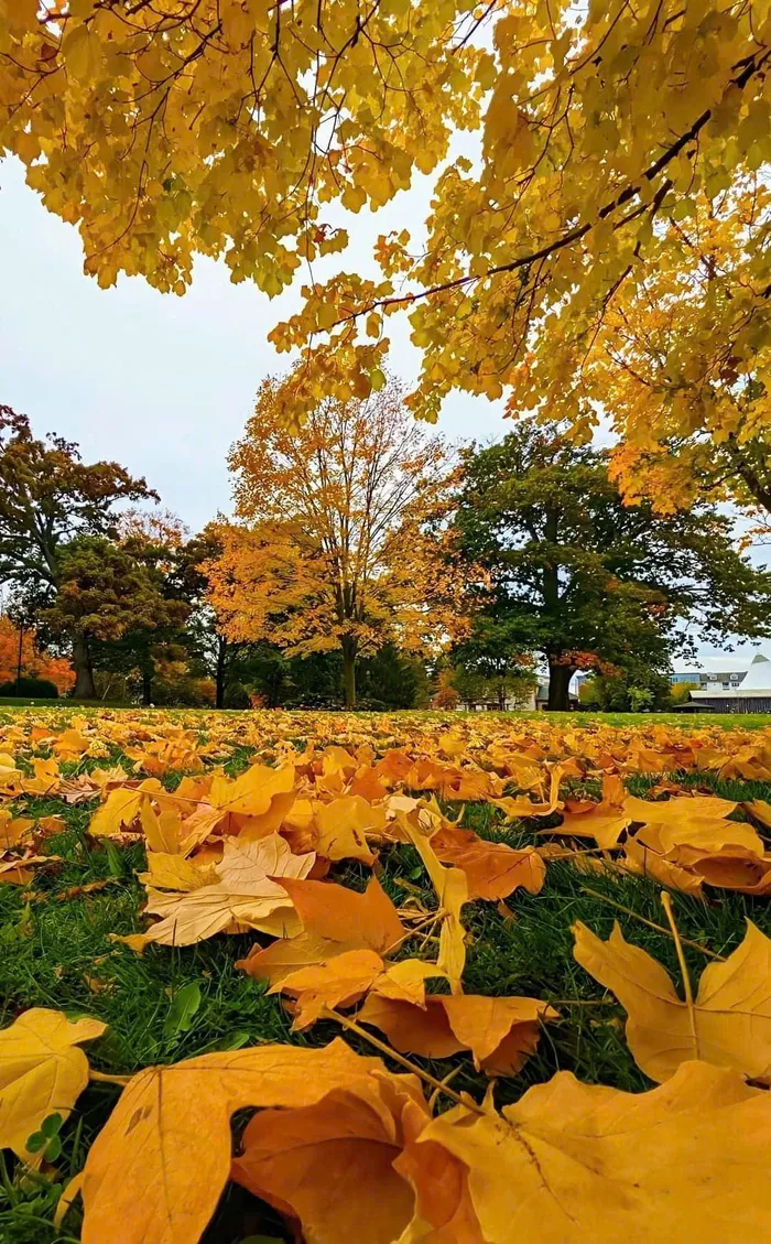 ảnh mùa thu đẹp lãng mạn