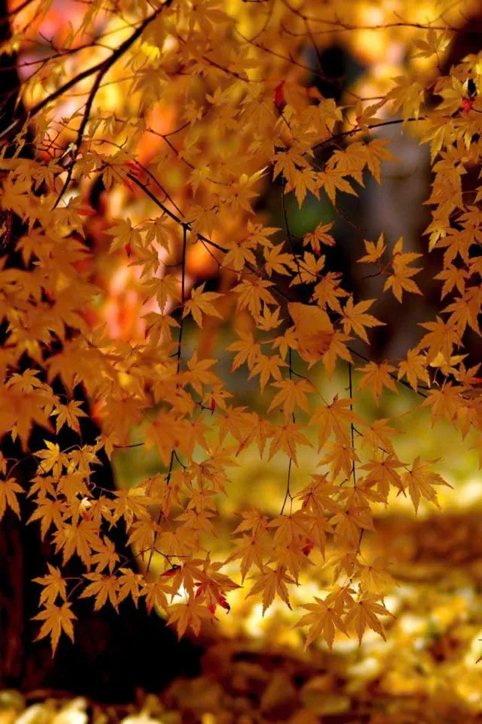 ảnh mùa thu đẹp nhất