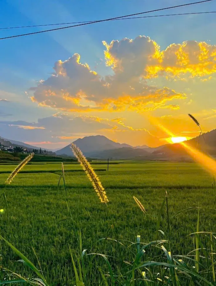 ảnh ruộng lúa