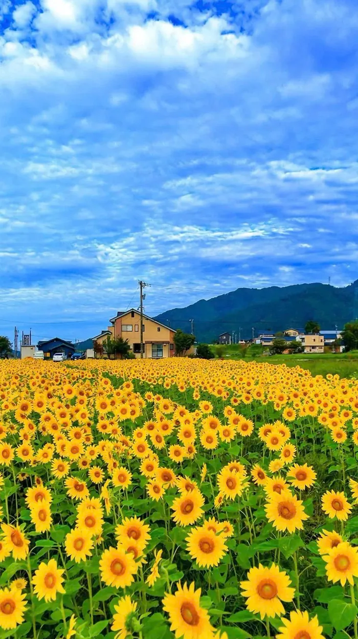 cảnh cánh đồng hoa