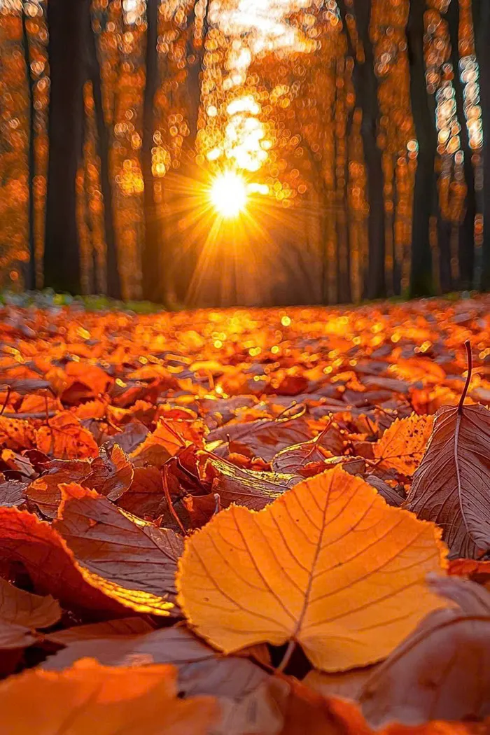 cảnh mùa thu đẹp