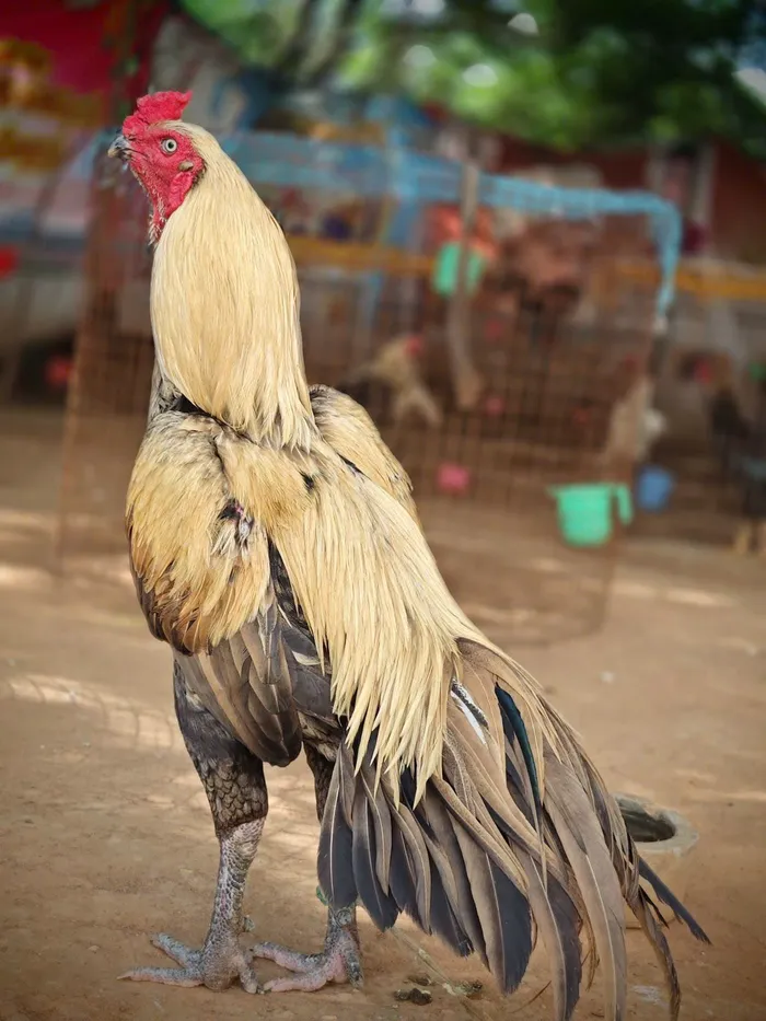 gà chiến hình ảnh