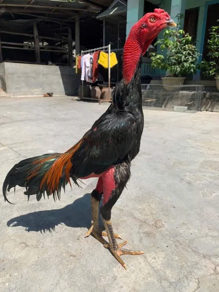 gà chọi con đẹp