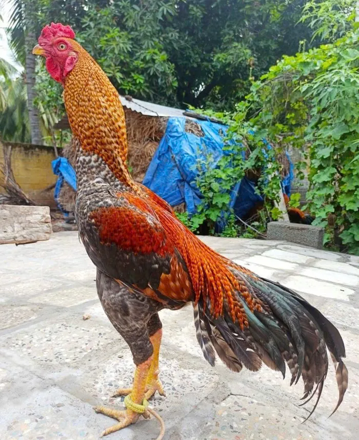 gà chọi đẹp ảnh