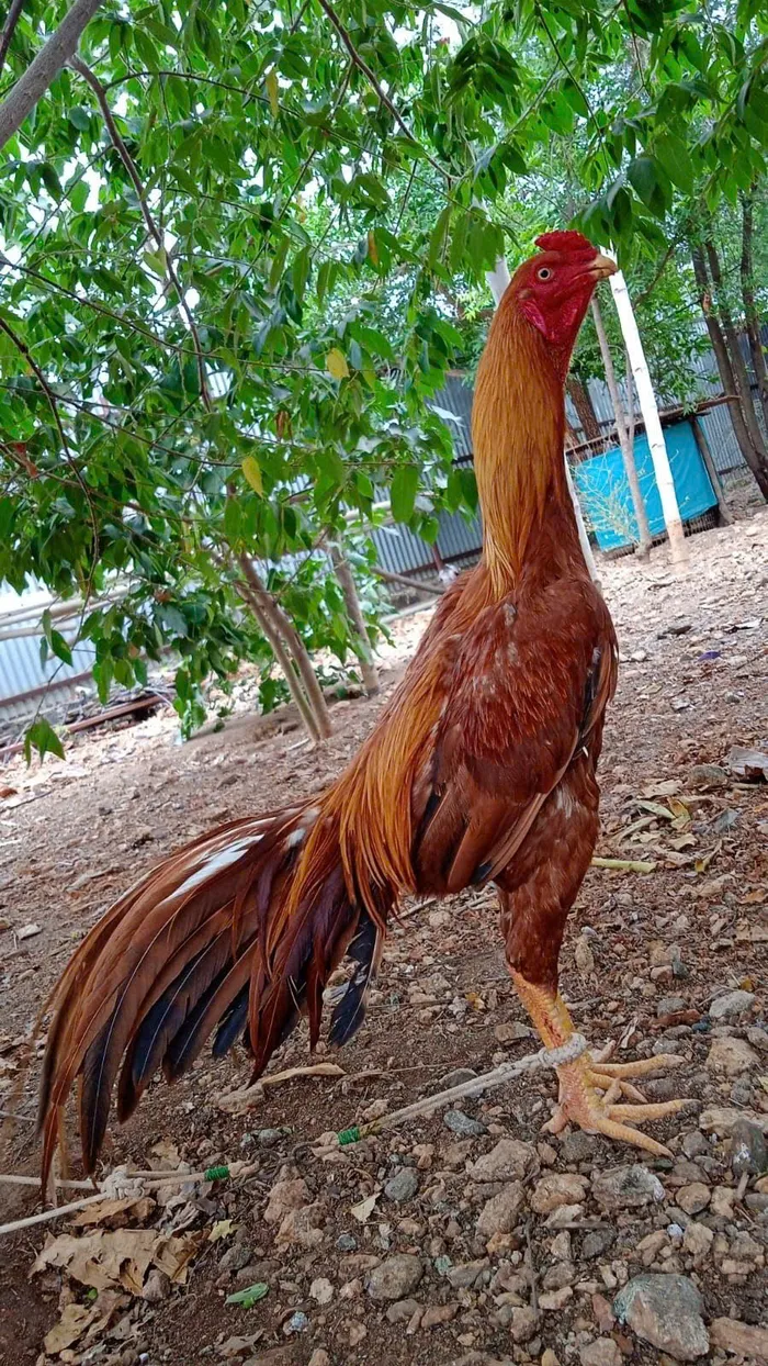 gà chọi đẹp nhất ảnh