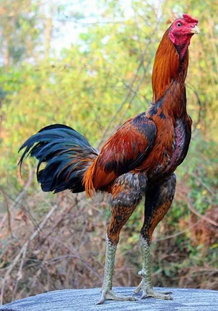 gà chọi đẹp nhất hình ảnh