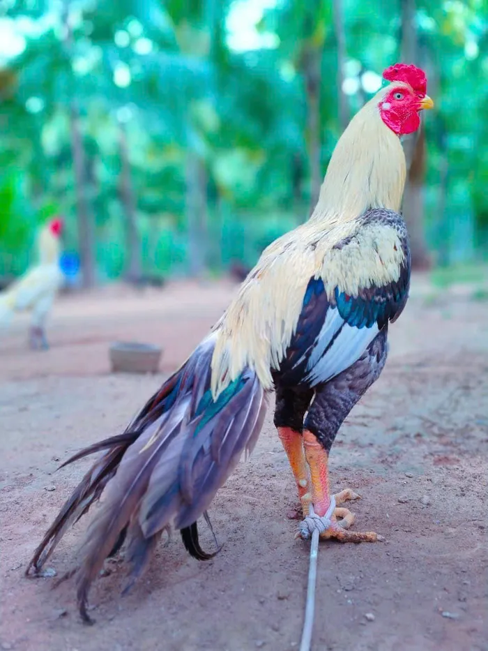gà chọi đẹp
