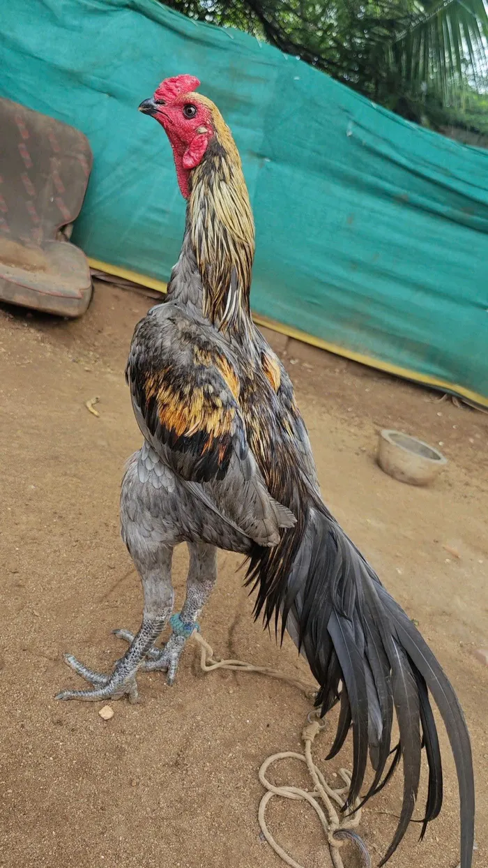 gà chọi hình ảnh