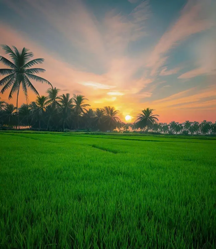 hình ảnh cánh đồng lúa đẹp nhất