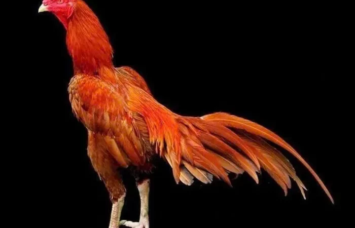 Tải 99+ ảnh gà chọi full HD miễn phí – Làm hình nền cực chất