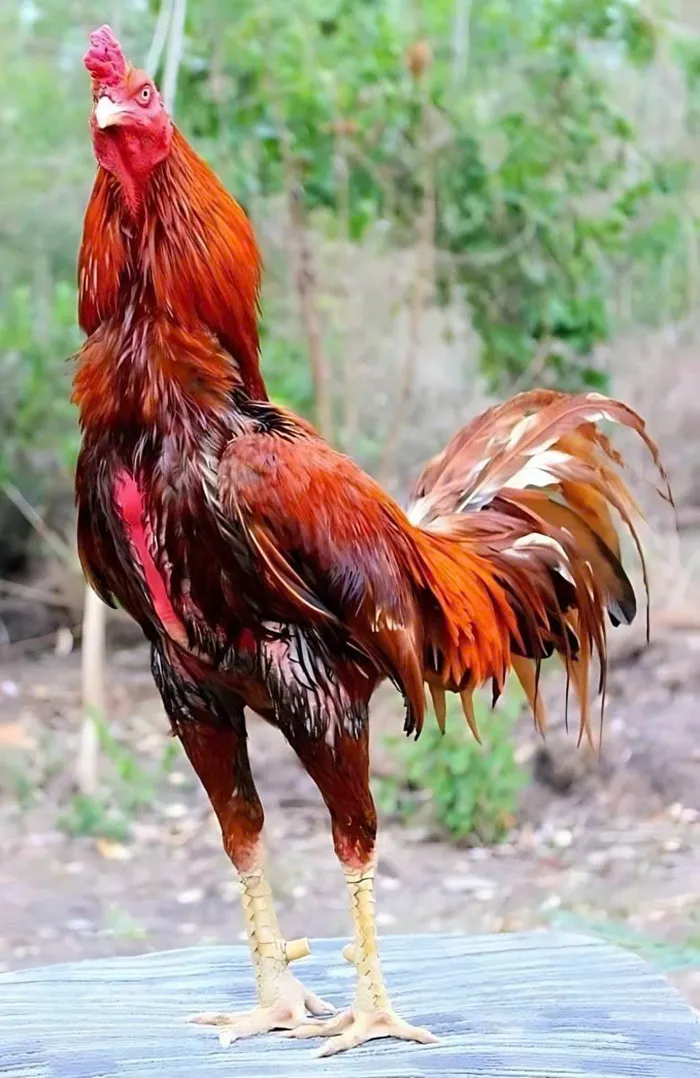 hình ảnh gà chọi đẹp nhất thế giới