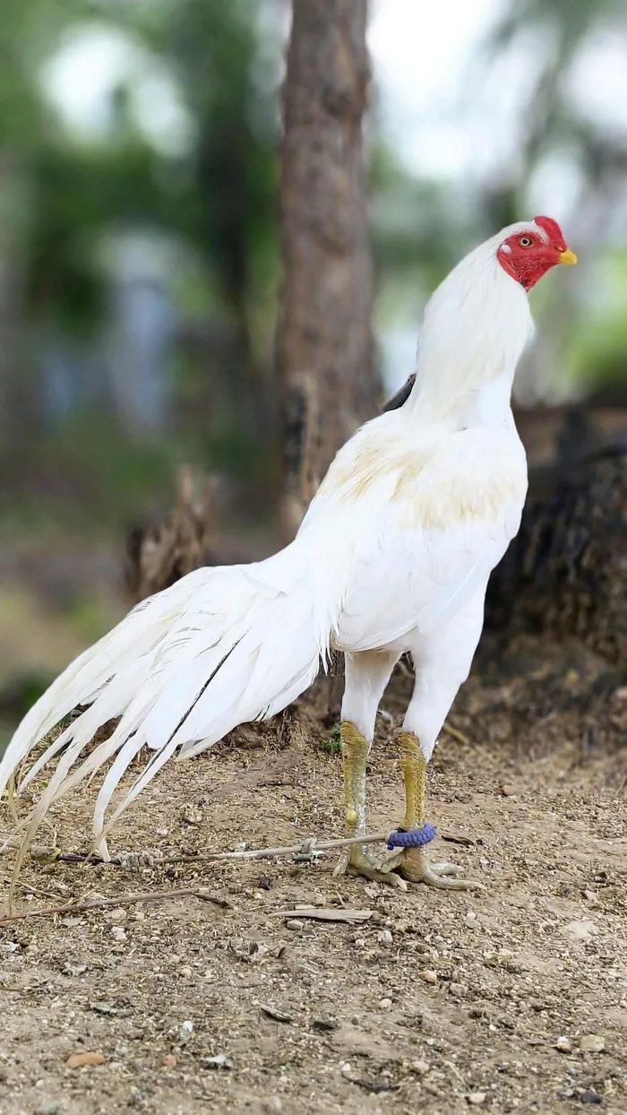 hình ảnh gà chọi đẹp