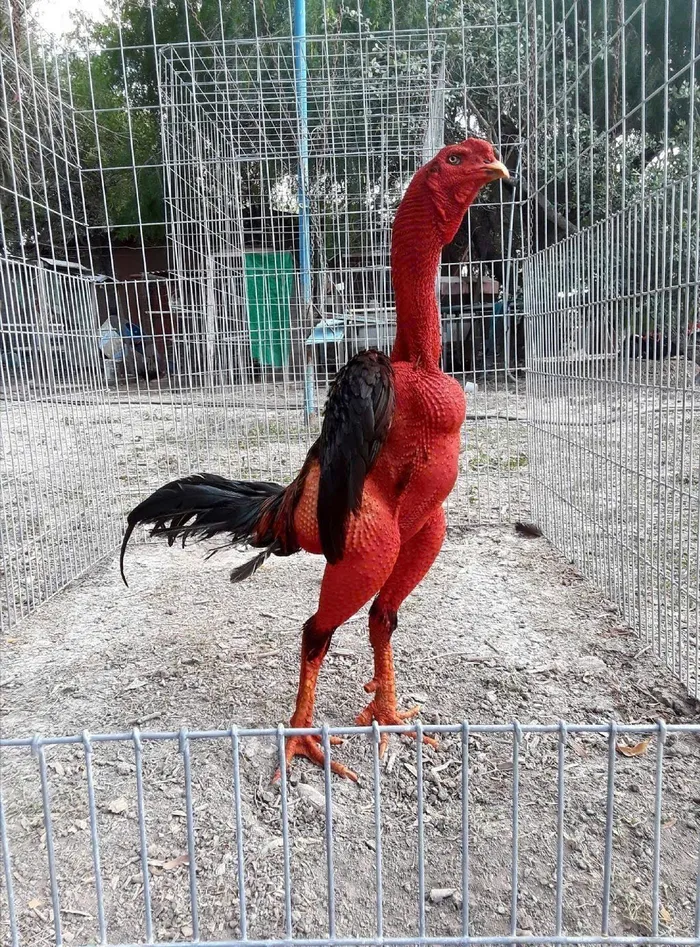 hình ảnh gà chọi