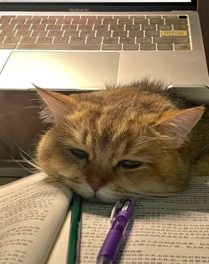 hình ảnh mệt mỏi cute