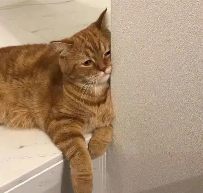 hình ảnh mệt mỏi dễ thương