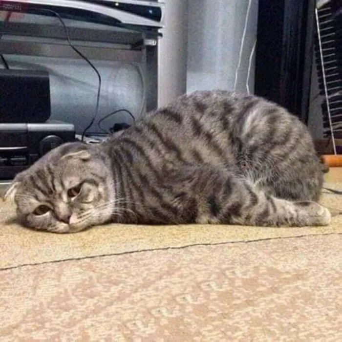 hình ảnh mệt mỏi hài hước nhất