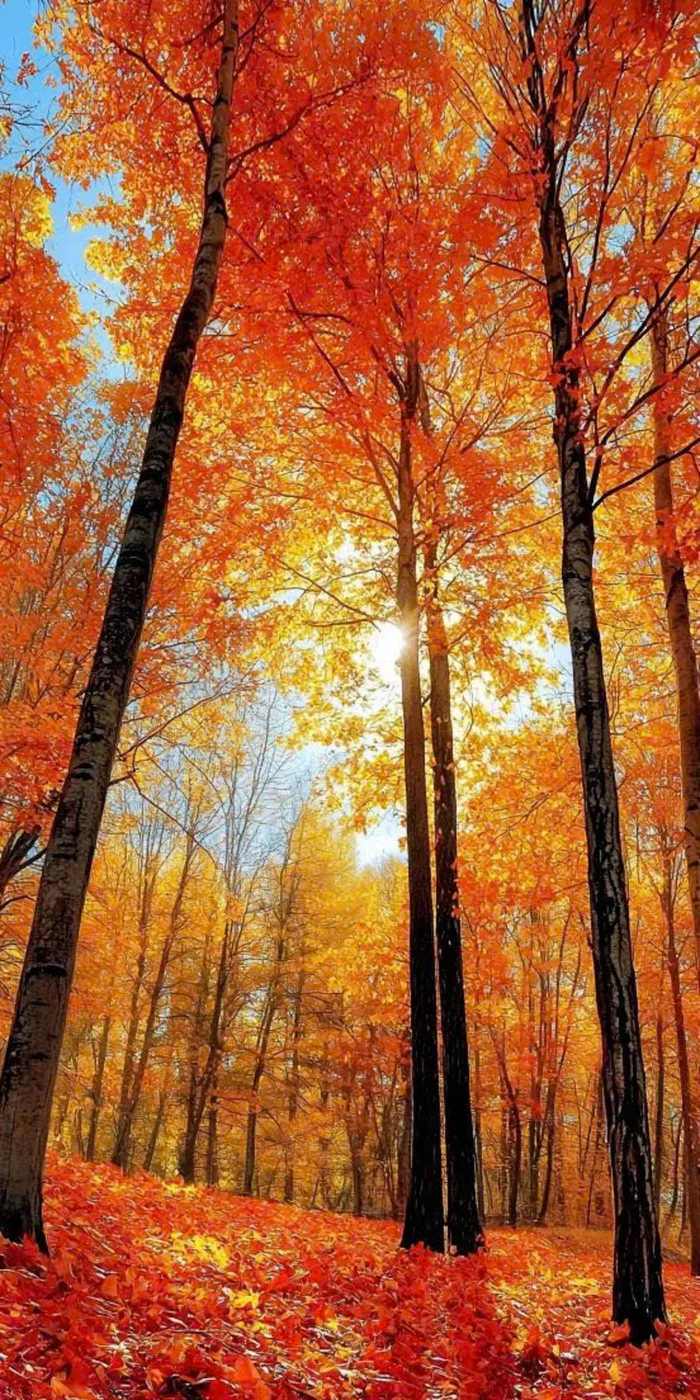 hình ảnh mùa thu ở việt nam