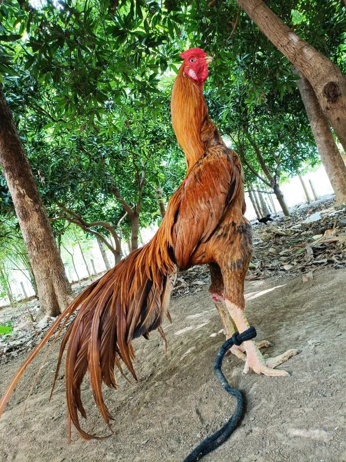 hình gà chọi đẹp