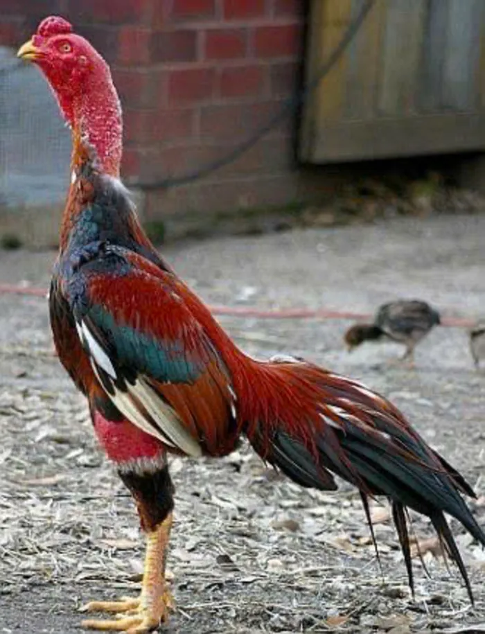 hình nền ảnh gà chọi đẹp