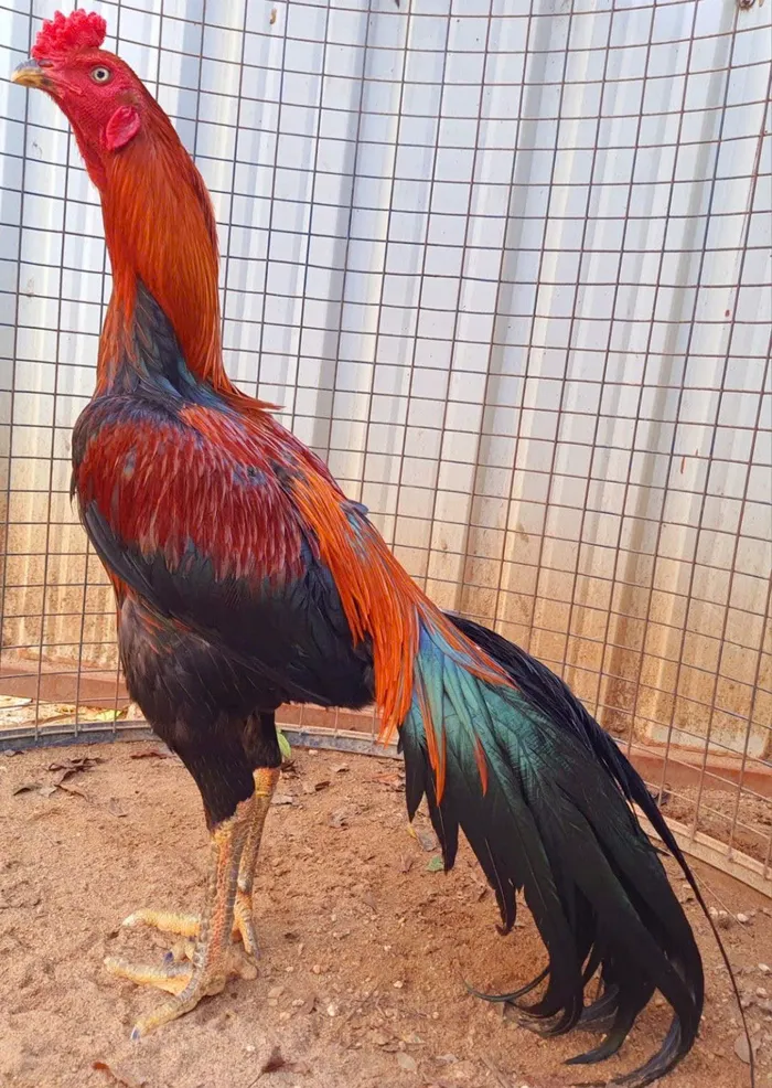 hình nền gà chiến