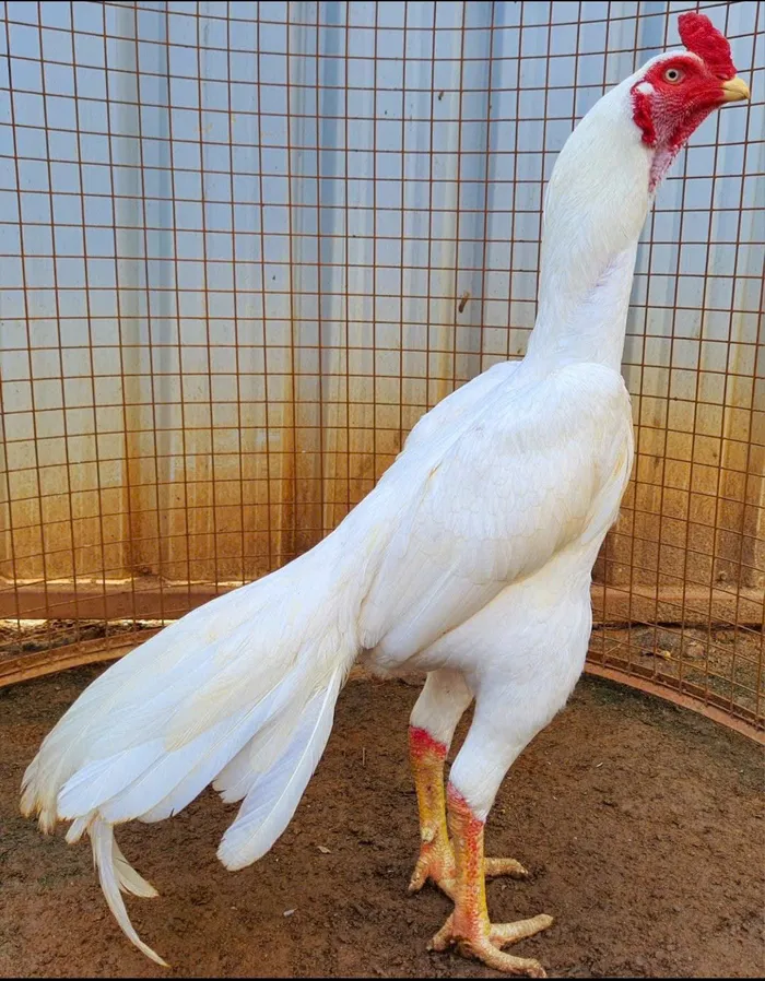 hình nền gà chọi đẹp