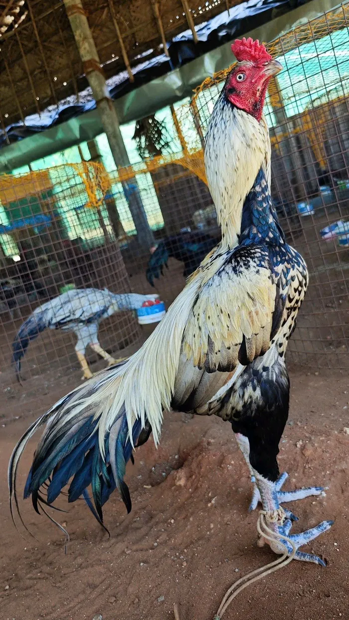 hình nền gà chọi