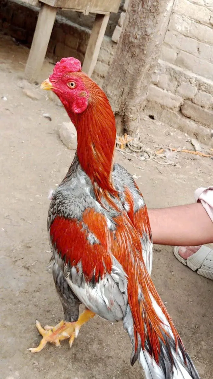 hình nền gà đá