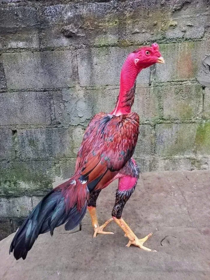 hình nền hình ảnh gà chọi đẹp nhất