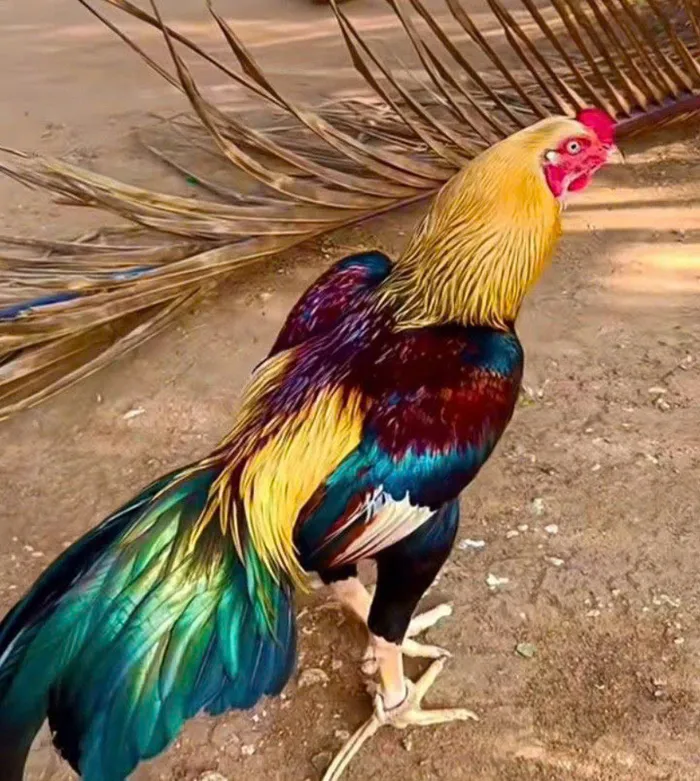 hình nền hình ảnh gà chọi đẹp