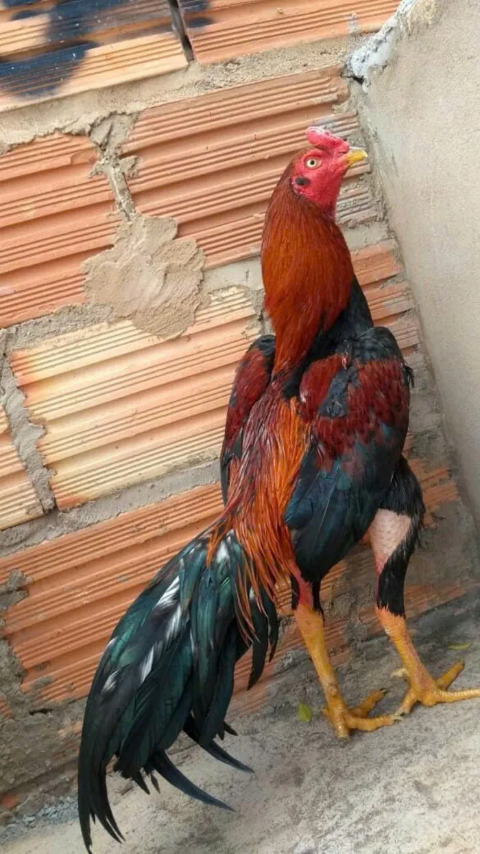 hình nền hình ảnh gà chọi