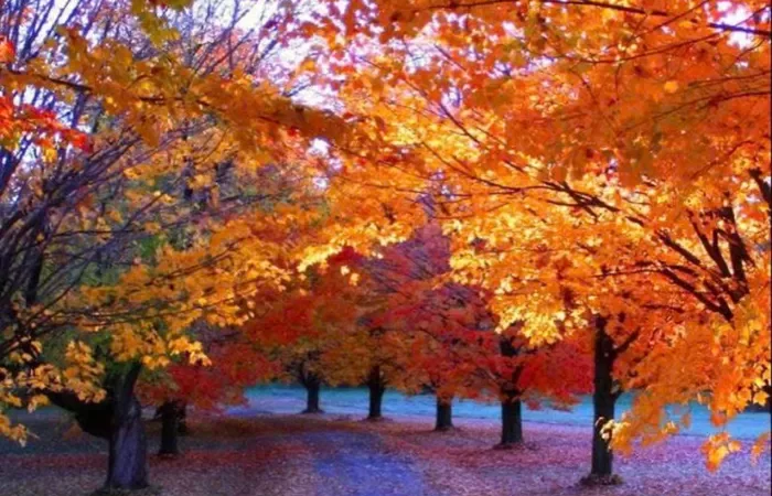 99+ Ảnh mùa thu đẹp nhẹ nhàng, thơ mộng và yên bình