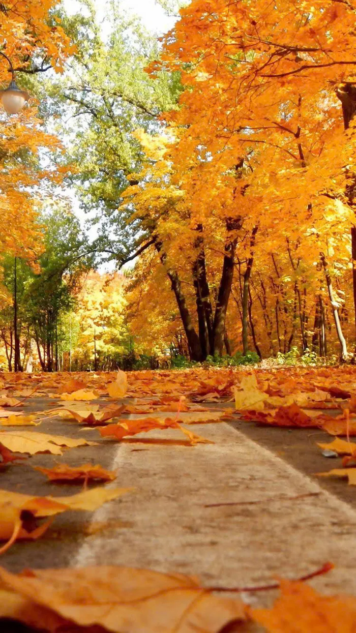 hình nền mùa thu đẹp