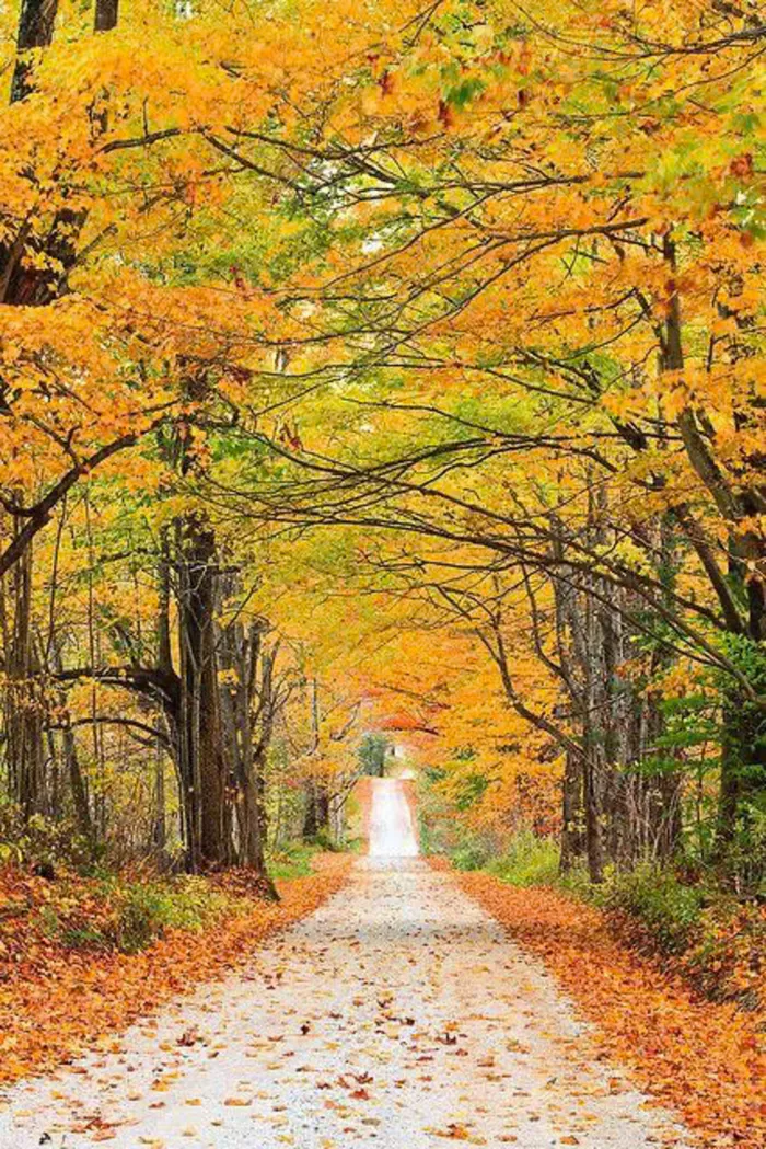 phong cảnh hình ảnh mùa thu