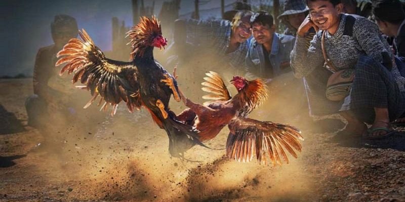 Đá Gà Cựa Sắt 8live – Khám Phá Trò Cá Cược Đầy Kịch Tính