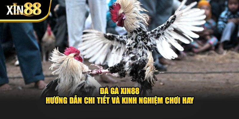Đá Gà Xin88 – Hướng Dẫn Chi Tiết Và Kinh Nghiệm Chơi Hay
