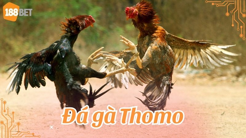 Các Thể Loại Đá Gà Trực Tiếp Hấp Dẫn Tại 188BET