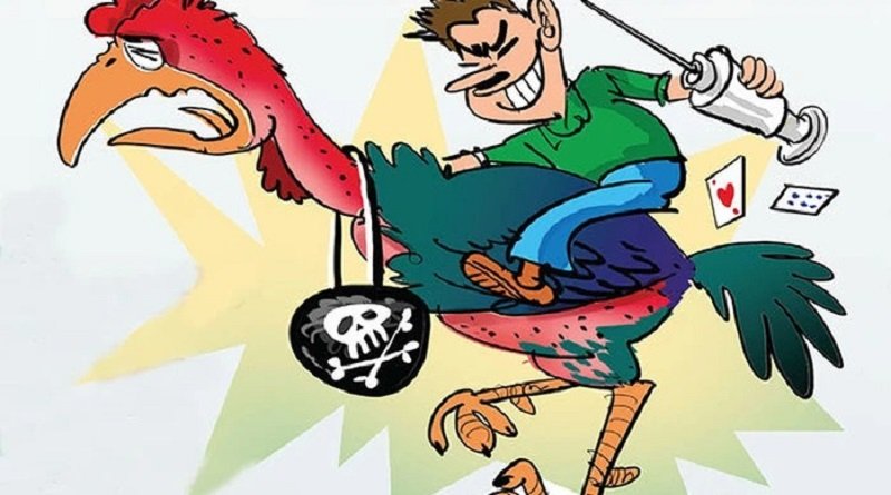 Cẩn Thận Những Chiêu Trò Gian Lận Hạ Độc Gà Trong Đá Gà