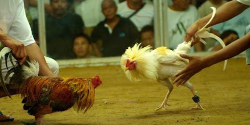 Đá Gà Tre 12Bet – Hướng Dẫn Tham Gia Chơi Đá Gà Online Hấp Dẫn