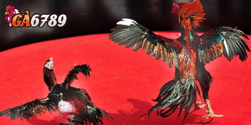 GA6789 – Xem đá gà Thomo trực tiếp chuẩn HD mỗi ngày