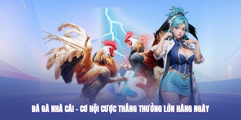 Đá Gà Nhà Cái banca30 – Cơ Hội Cược Thắng Thưởng Lớn Hàng Ngày