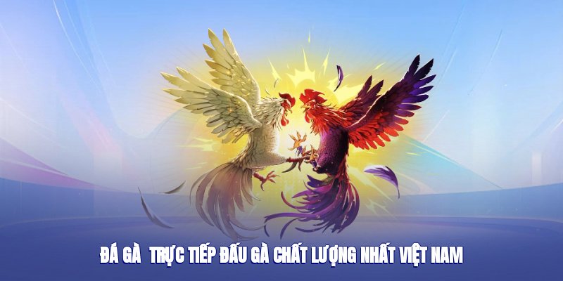 Đá Gà Thomo C5 – Trực Tiếp Đấu Gà Chất Lượng Nhất Việt Nam