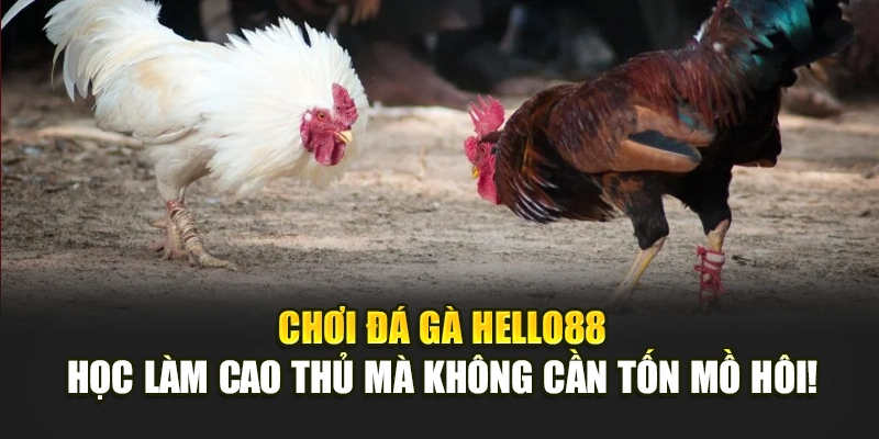Chơi đá gà Hello88: Học làm cao thủ mà không cần tốn mồ hôi!