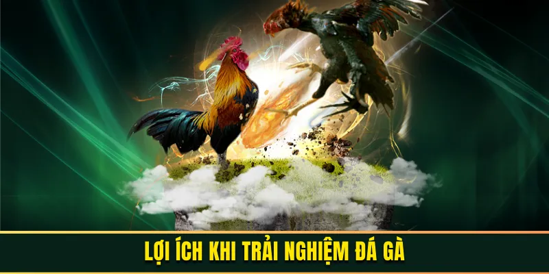 Đá Gà WW88 – Tìm Hiểu Những Trận Đấu Đầy Kịch Tính Và Hấp Dẫn 