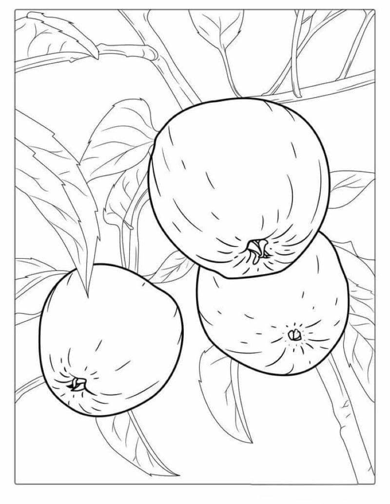 tô màu táo đơn giản