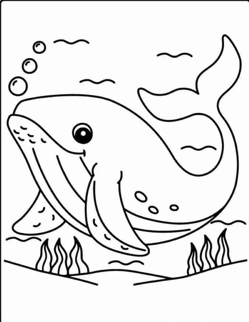 vẽ cá voi sát thủ