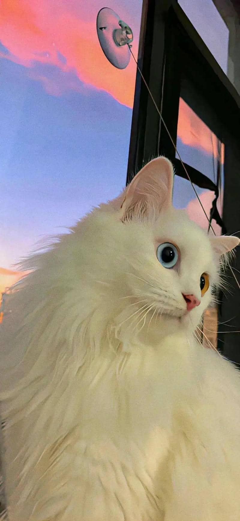 hình nền cute (32)