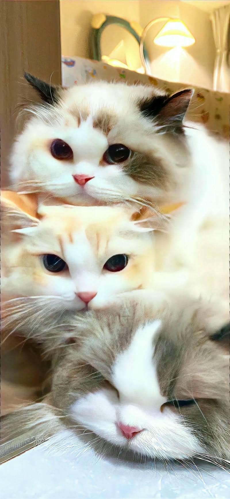 ảnh mèo cute (10)