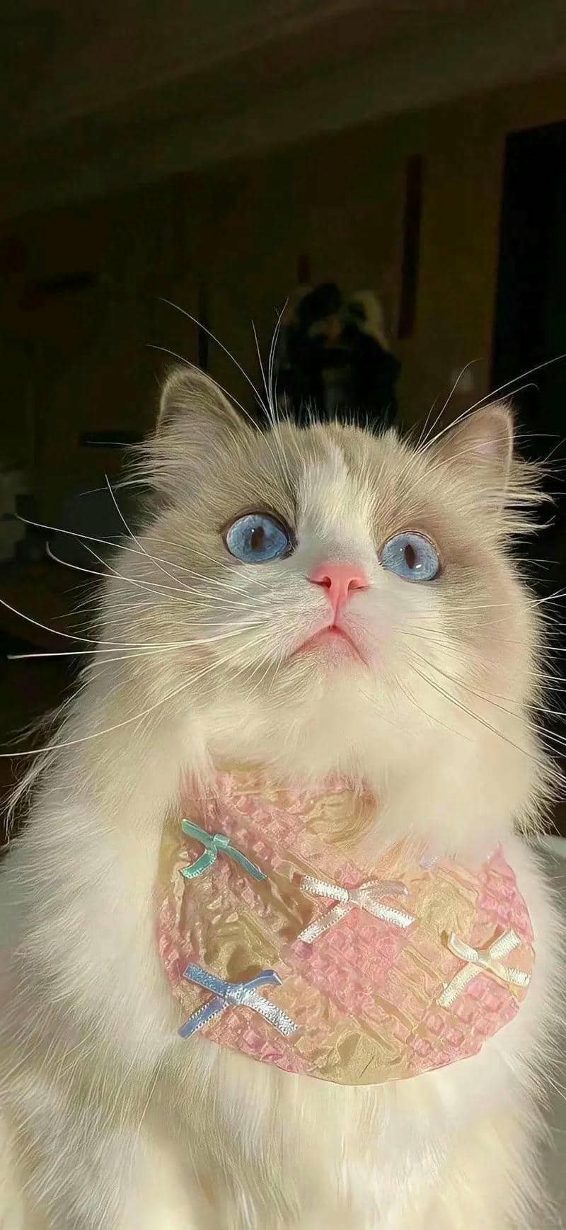 ảnh mèo cute (11)